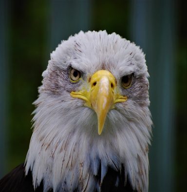 American bald eagle 