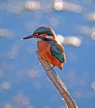 Kingfisher 