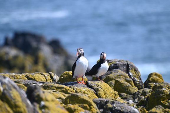 puffins 